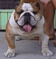 English bulldog : Subarashil Hoshi Hikari Pithon